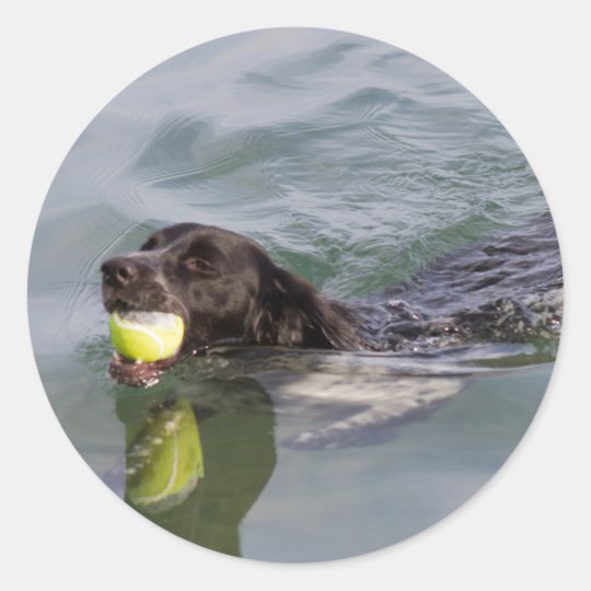 Dog swims with ball in mouth classic round sticker