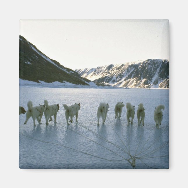 Dog team, Greenland Magnet (Front)