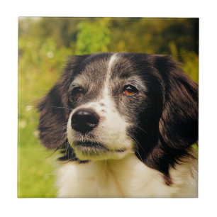 Dog Tile