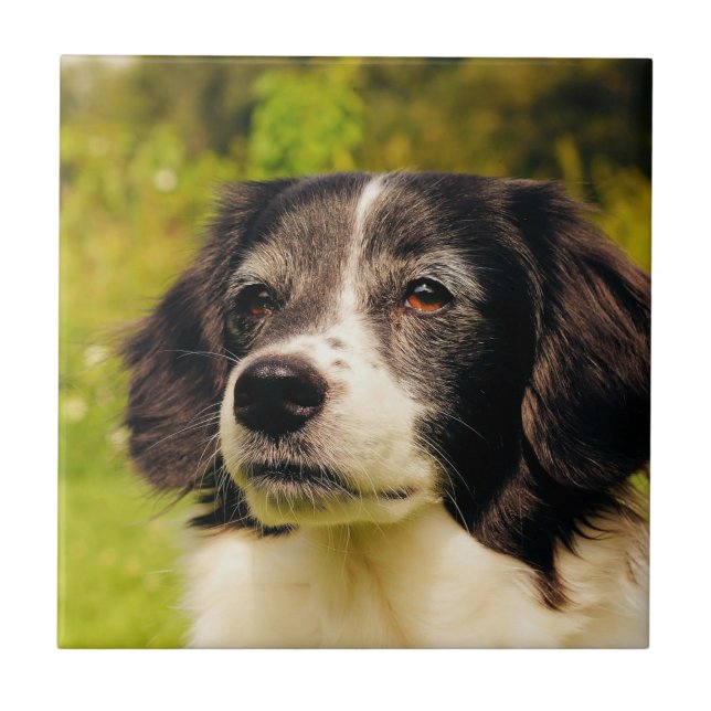 Dog Tile (Front)