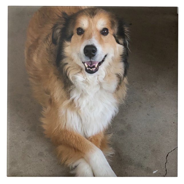 Dog  tile (Front)
