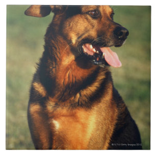dog tile