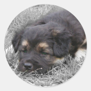 Dog Tired, customisable Classic Round Sticker