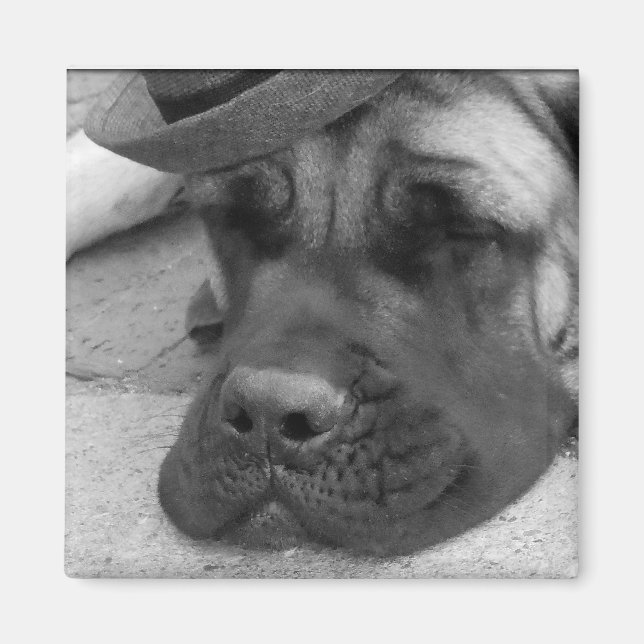 Dog Tired Magnet (Front)