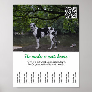 Dog to sell poster template