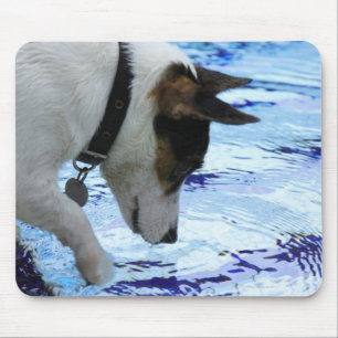 Dog touching water at the swimming pool mouse mat