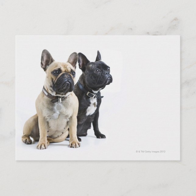 Dog training & obedience postcard (Front)