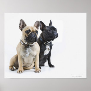 Dog training & obedience poster