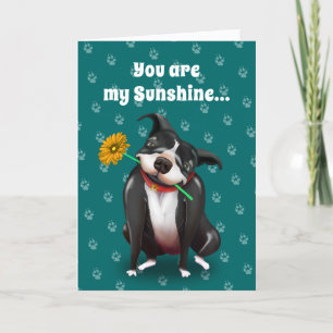 Dog Valentine Greeting Cards   You Are My Sunshine