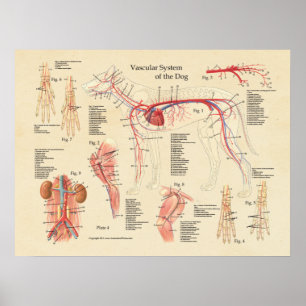 Dog Vascular System Heart Anatomy Chart