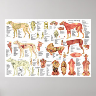 Dog Veterinary Muscle Anatomy Poster 24" X 36"