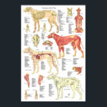 Dog Veterinary Muscle Skeletal Anatomy Poster<br><div class="desc">Dog anatomical chart 24" X 36". The poster has 29 illustrations showing the muscular system,  circulatory system,  skeletal system,  nervous system. The poster is labelled with descriptions.</div>