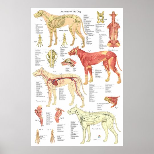 Dog Veterinary Muscle Skeletal Anatomy Poster | Zazzle.co.uk