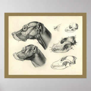 Dog Veterinary Skull Head Muscle Anatomy Print