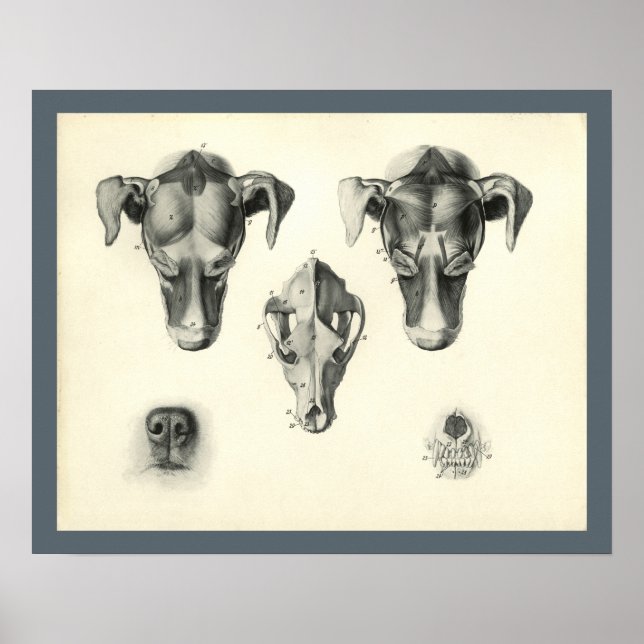 Dog Veterinary Skull Head Muscle Anatomy Print (Front)