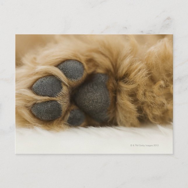 Dog, view of leg postcard (Front)