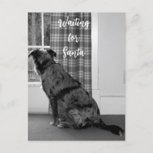 Dog Waiting for Santa Christmas Holiday Postcard