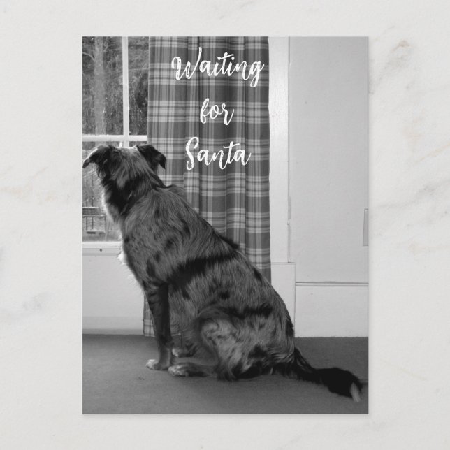 Dog Waiting for Santa Christmas Holiday Postcard (Front)