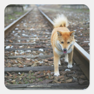 Dog walking track square sticker