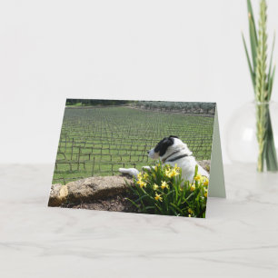 Dog Watching Grape Vine Workers, Blank Greeting  Card