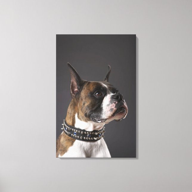 Dog wearing collar, looking away canvas print (Front)