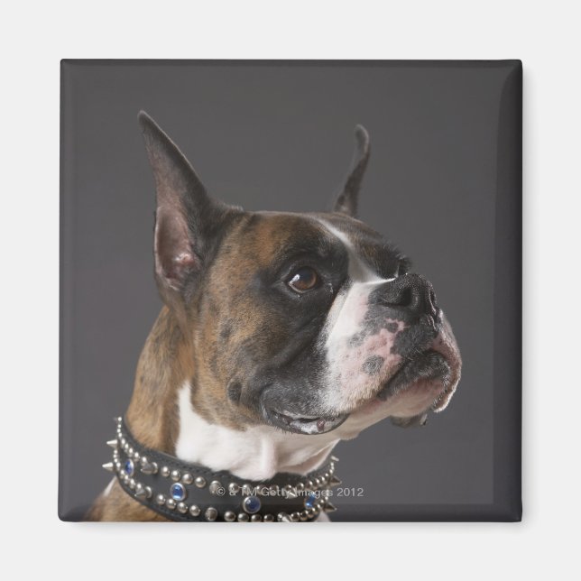 Dog wearing collar, looking away magnet (Front)