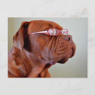 Dog Wearing Pink Eyeglasses Postcard