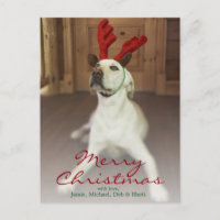 Dog wearing reindeer antlers