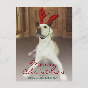 Dog wearing reindeer antlers holiday postcard