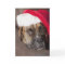 Dog wearing Santa hat