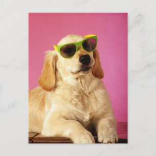Dog wearing sunglasses 2 postcard