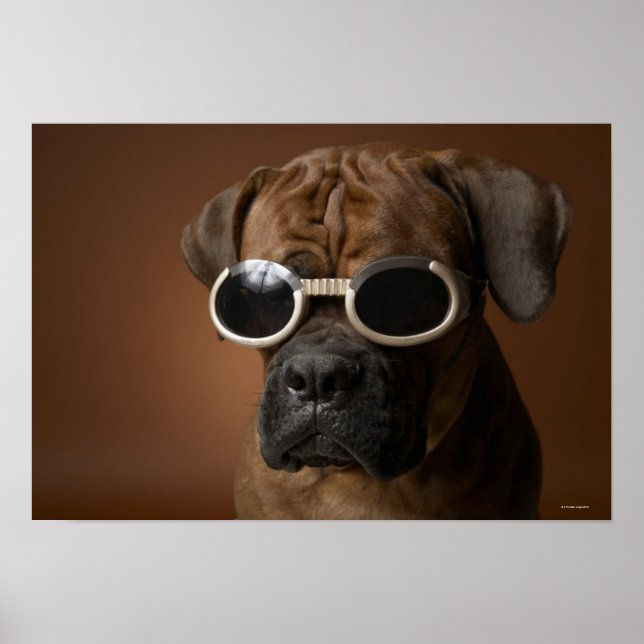 Dog wearing sunglasses poster (Front)
