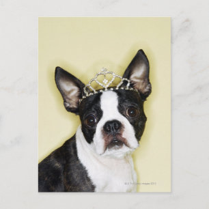 Dog wearing tiara postcard