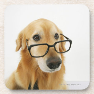 Dog wearing  tie and glasses sitting on chair coaster