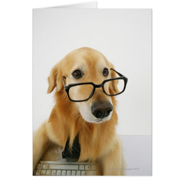 Dog wearing  tie and glasses sitting on chair in (Front)