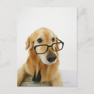 Dog wearing tie and glasses sitting on chair postcard