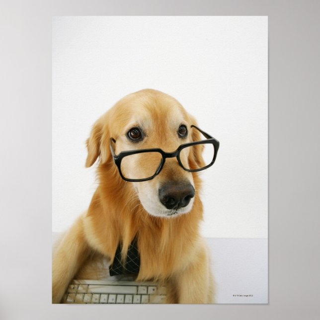Dog wearing  tie and glasses sitting on chair poster (Front)