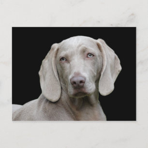 Dog Weimaraner Pet Canine Portrait Postcard