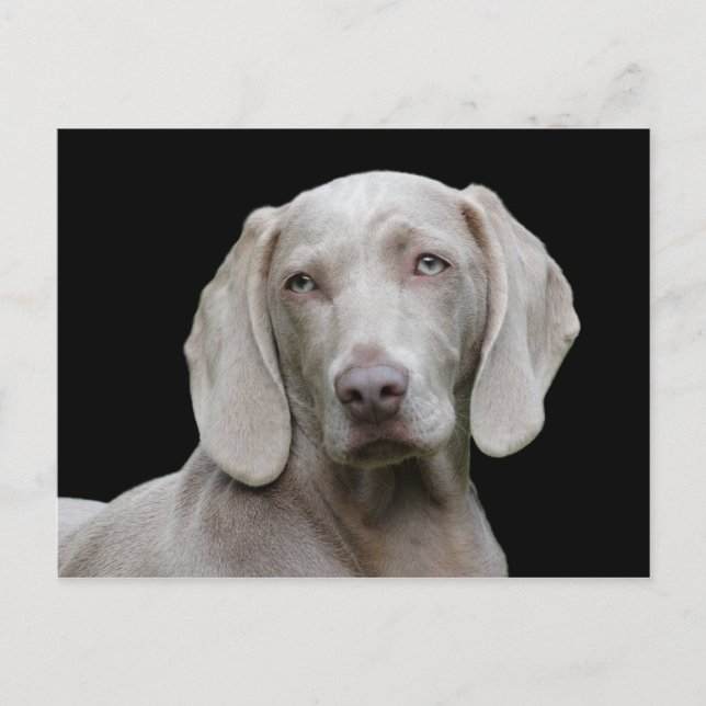 Dog Weimaraner Pet Canine Portrait Postcard (Front)