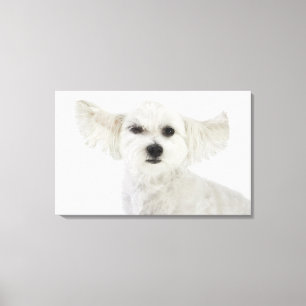 Dog winking canvas print