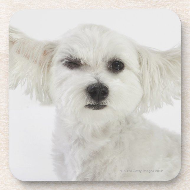 Dog winking coaster (Front)