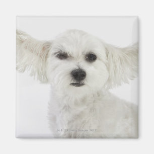 Dog winking magnet