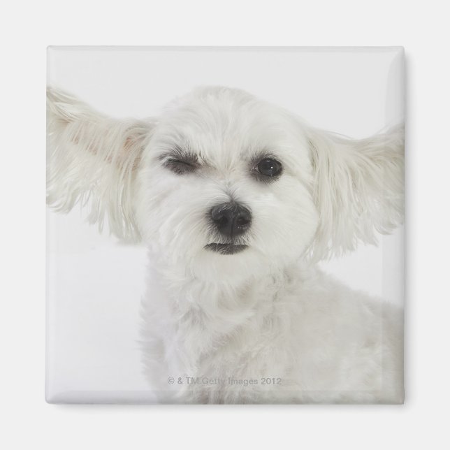 Dog winking magnet (Front)