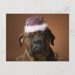 Dog with birthday crown on head postcard