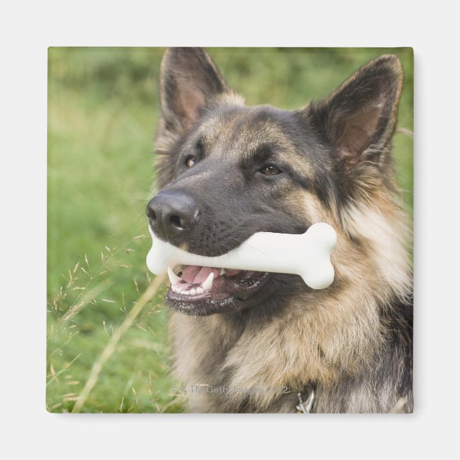 Dog with bone magnet (Front)