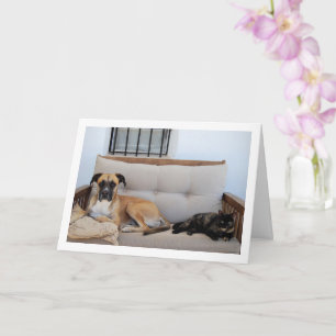 Dog with Cat on Bench Card