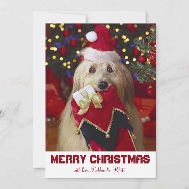 Dog with Christmas stocking Holiday Card (Front)