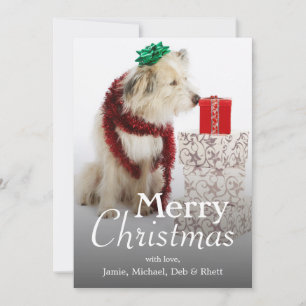 Dog with Decorations and Presents Holiday Card