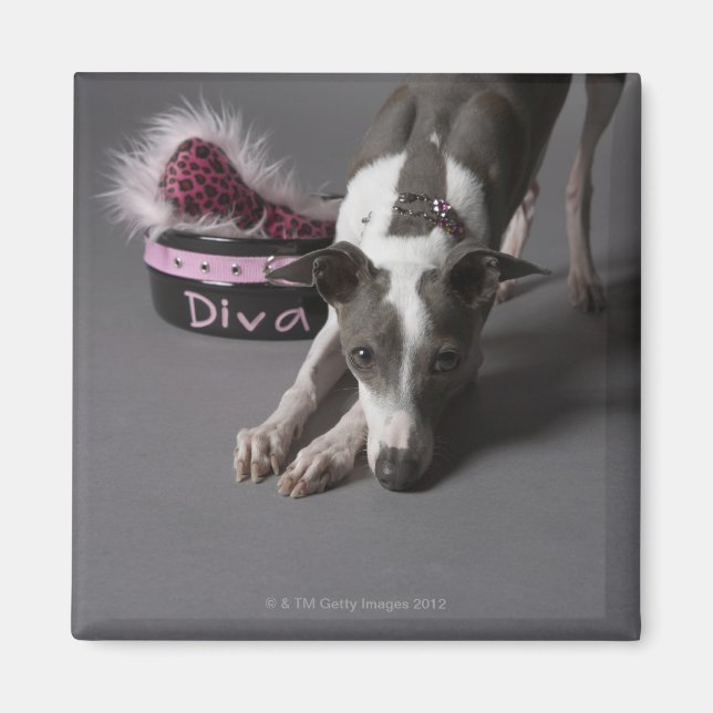 Dog with diva bowl, sniffing floor magnet (Front)