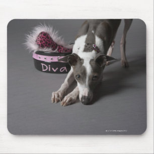 Dog with diva bowl, sniffing floor mouse mat